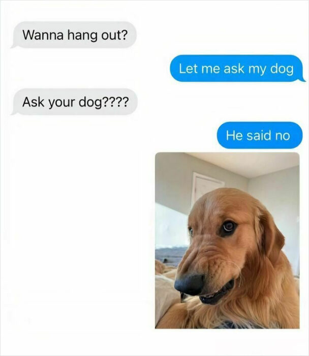 Funny dog-inspired text message exchange with a golden retrievers skeptical expression.