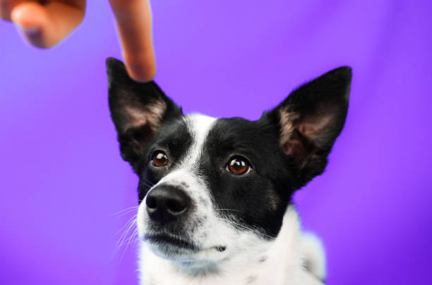 Playful dog training moment with human hand against vibrant purple background.