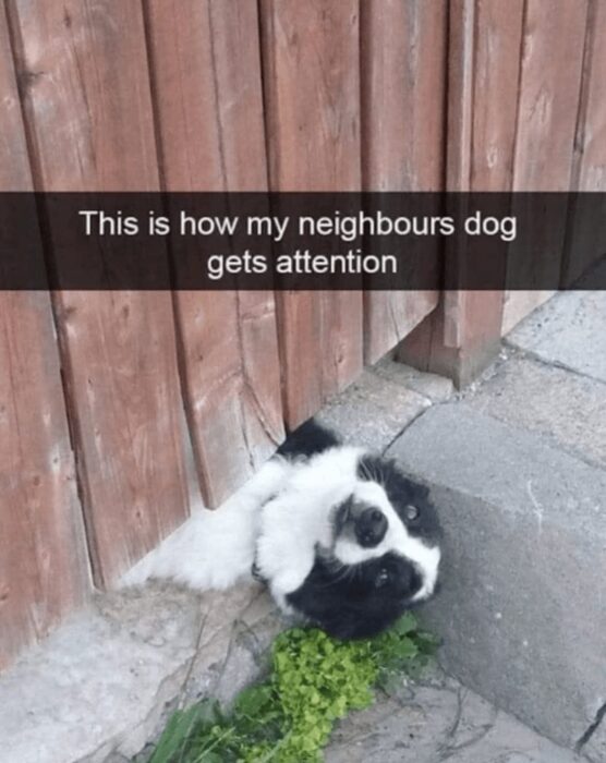 Curious dog poking head through wooden fence to get attention in a backyard.