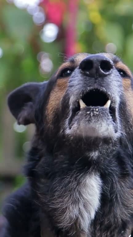 Energetic dog barking outdoors in a lush garden with vibrant sunlight and natural background.