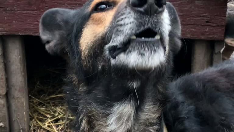 Curious dog barking outdoors near rustic wooden doghouse with straw, expressive eyes, and lively personality.