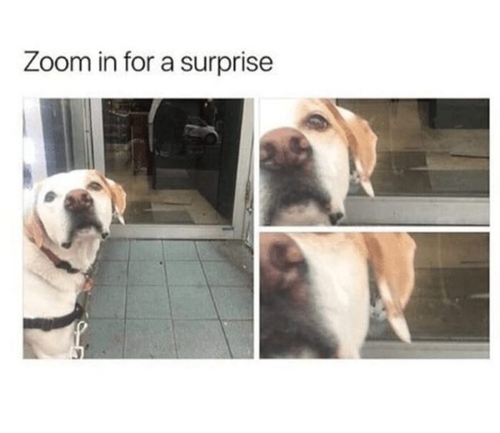 Cute Labrador waiting outside shop, with zoomed-in facial features and humorous surprise caption.
