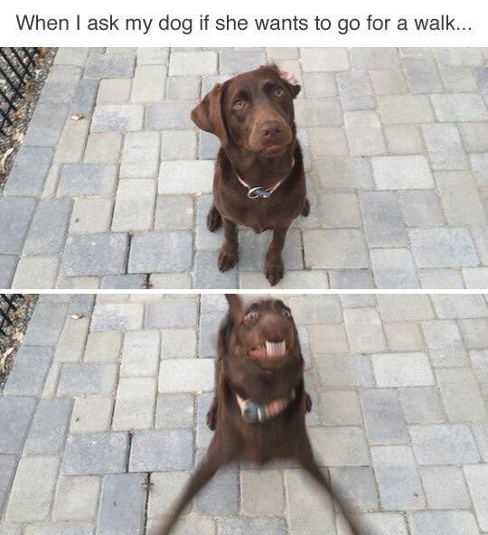 Dog excited for walk, showing calm and energetic moments in a suburban outdoor setting.