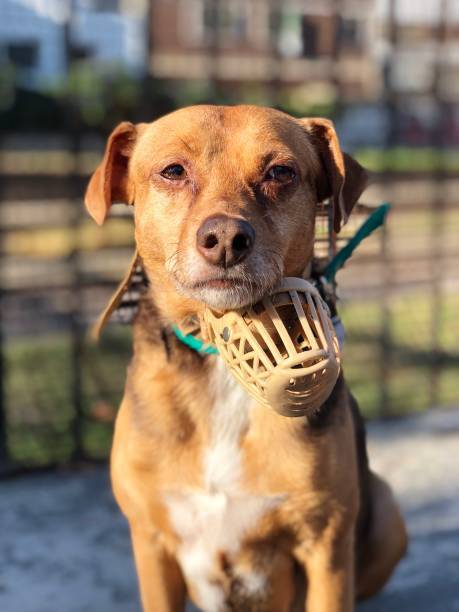 Playful terrier mix dog wearing breathable muzzle outdoors in park near fence.