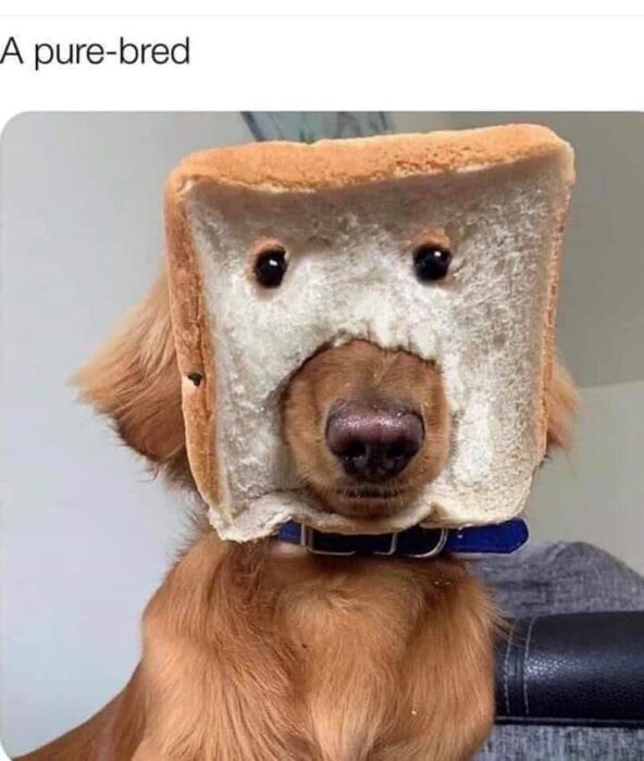 Dog with bread slice on face wearing a funny costume in a home setting.