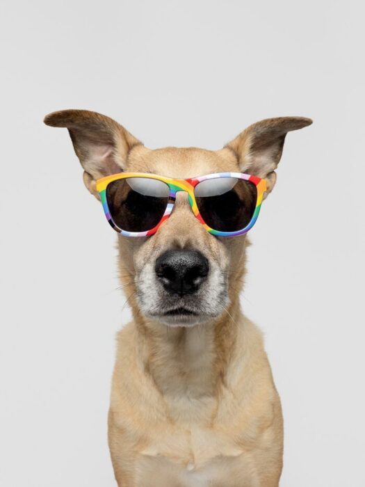 Confident tan dog wearing colorful rainbow sunglasses with playful and serious expression.