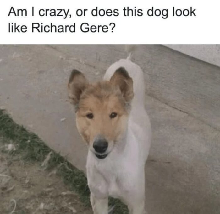 Dog with reddish-brown face resembling Richard Gere in outdoor setting.