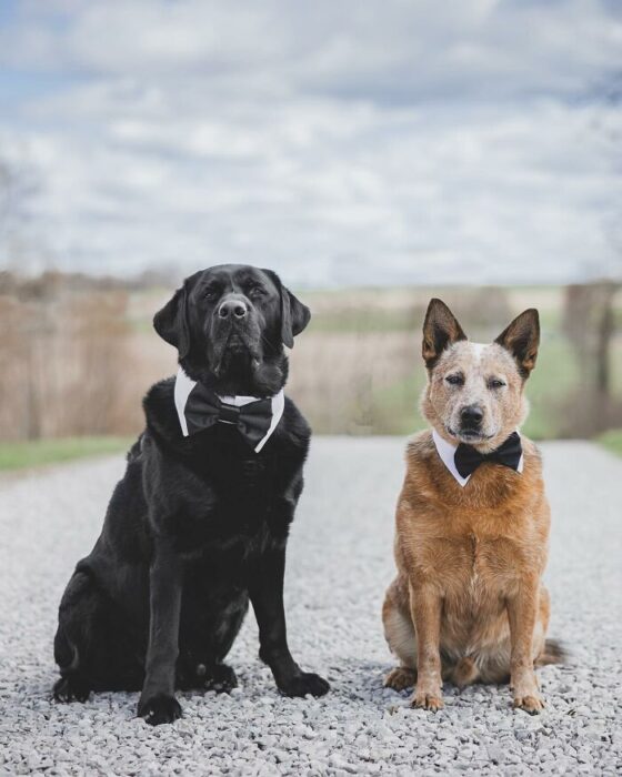 Two dogs in formal bow ties posing outdoors on a scenic gravel path.