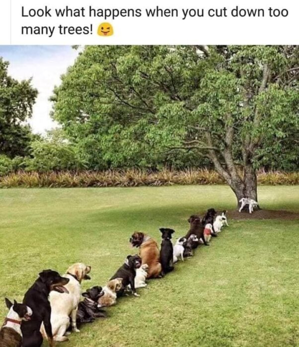 Dogs lined up under a tree, illustrating nature conservation and environmental humor.