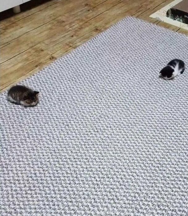 Two adorable kittens resting on a cozy textured rug over wooden floor.