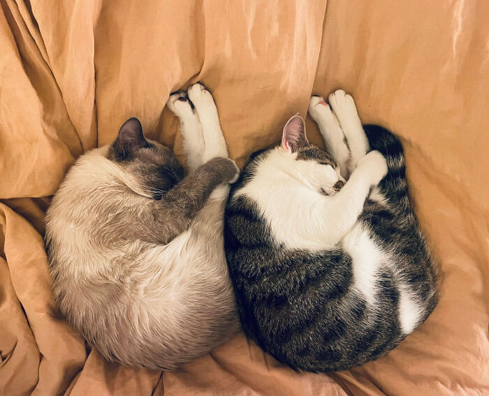 Two cozy cats sleeping peacefully on a soft beige blanket, showing calm companionship.