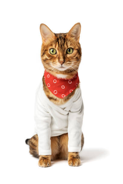 Beautiful Bengal cat with green eyes wearing a white shirt and red polka dot bandana.