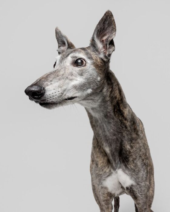 Elegant brindle greyhound portrait showcasing sleek, athletic dog with soulful eyes and poised stance.