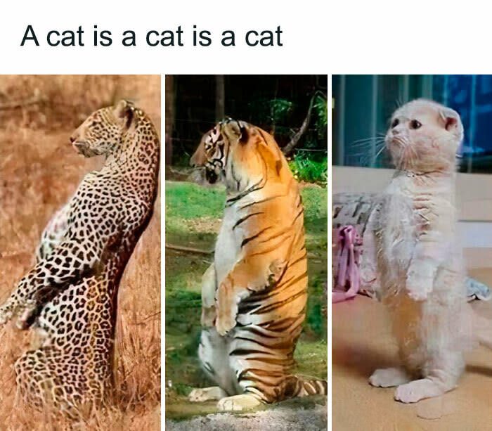 Comparison of wild big cats and a domestic cat with humorous similarities and feline traits.