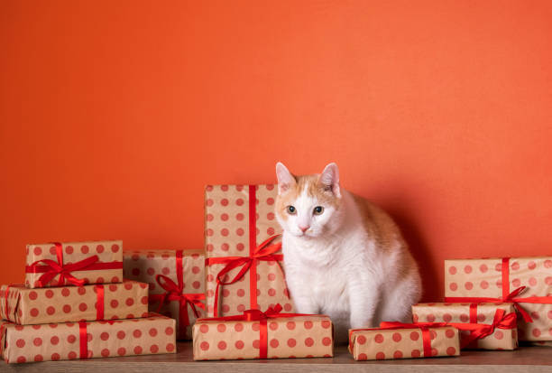 Cute cat among festive wrapped gifts on orange wall, celebrating holiday Christmas decor.