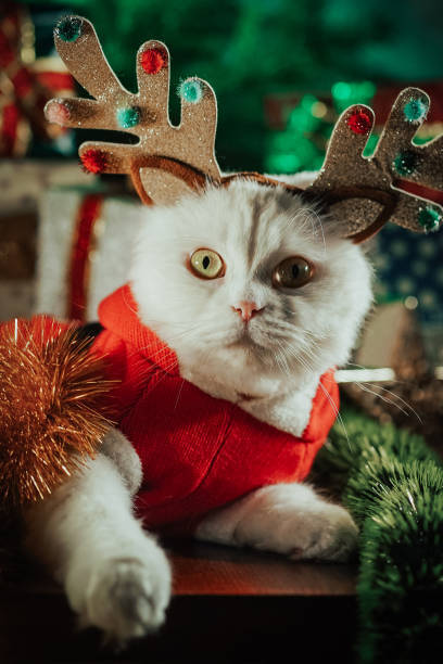 Cute white cat with reindeer antlers and holiday decorations for Christmas festive celebration.