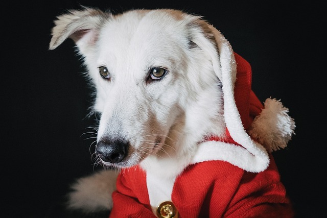 Adorable dog in festive Santa outfit celebrating Christmas with cheerful holiday spirit.