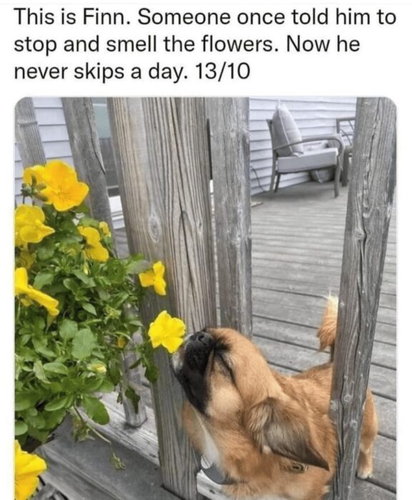 Finn the dog smelling bright yellow flowers on a rustic garden porch.