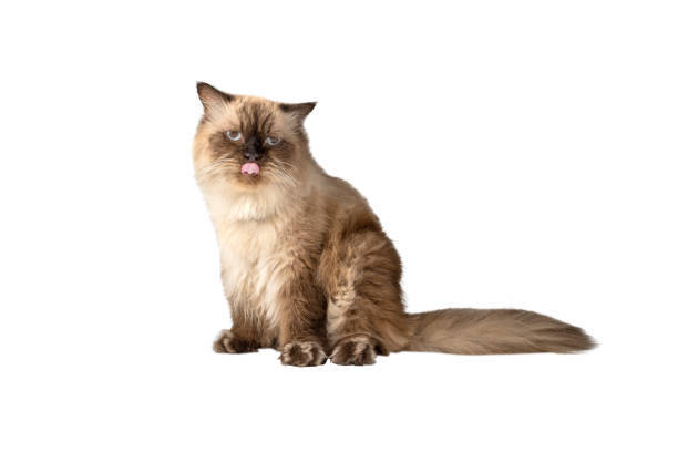 Elegant fluffy beige cat with blue eyes and playful tongue out on white background.