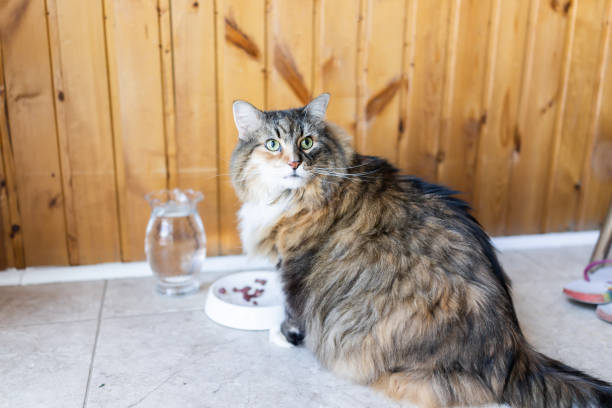 Fluffy domestic cat with green eyes sits near water and treats in cozy indoor setting.