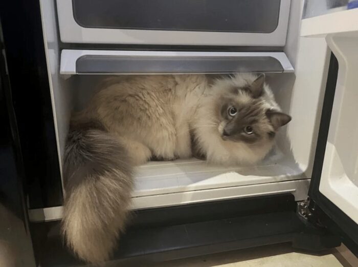 Fluffy cream-colored cat relaxing inside an open refrigerator door.