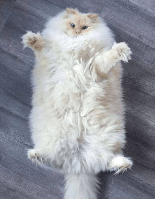 Fluffy cream cat lying on wooden floor with paws up, showcasing relaxed, cozy posture.