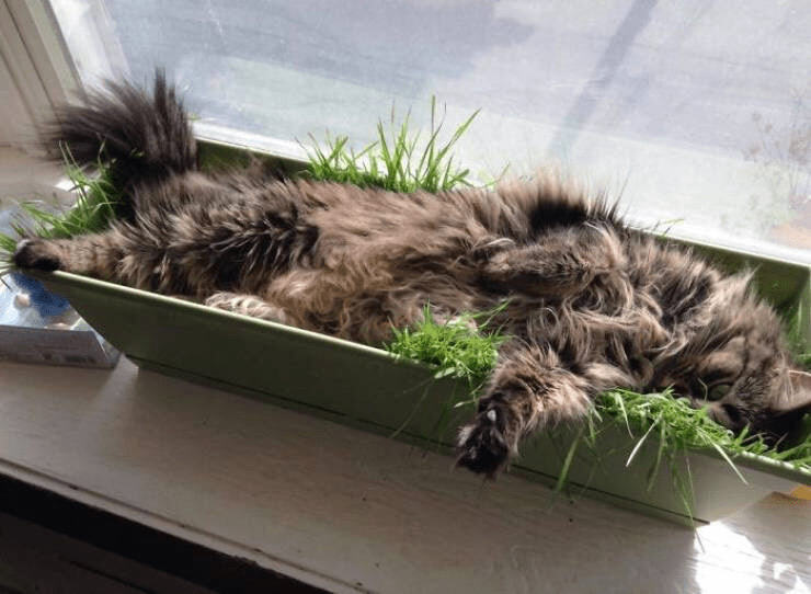 Fluffy gray and brown cat relaxing in lush green grass planter by sunlit window.