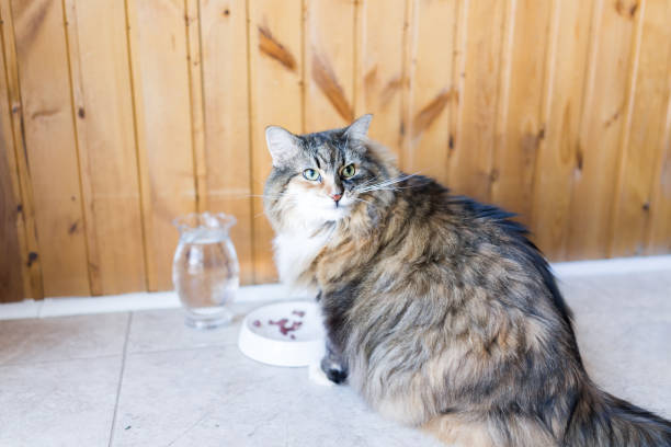 Fluffy gray and brown cat with blue eyes sitting by wooden wall, near glass pitcher and food dish.