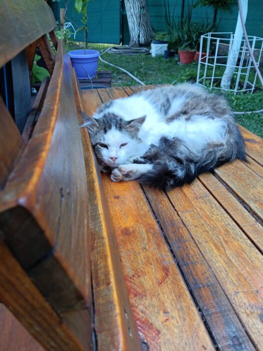 Serene outdoor garden with fluffy cat relaxing on wooden bench among lush plants.