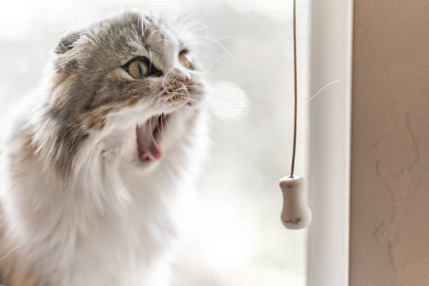 Cute gray and white fluffy cat yawning by a sunlit window in cozy home environment.