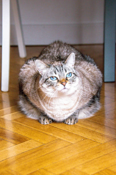 Fluffy gray cat with blue eyes sitting on polished herringbone wood floor.
