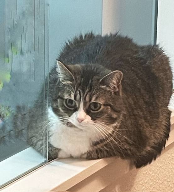 Plump gray tabby cat relaxing on windowsill with outdoor greenery and natural light.