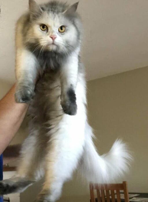 Cute fluffy gray and white cat with expressive yellow eyes being held indoors.