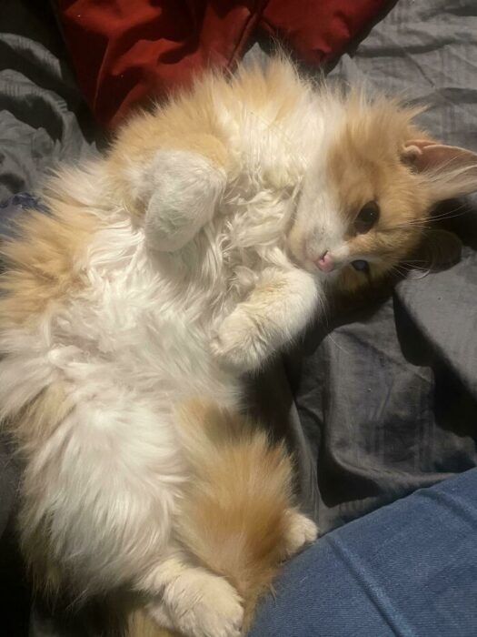 Fluffy orange and white cat lying belly up, relaxed on cozy gray bed with red pillow.