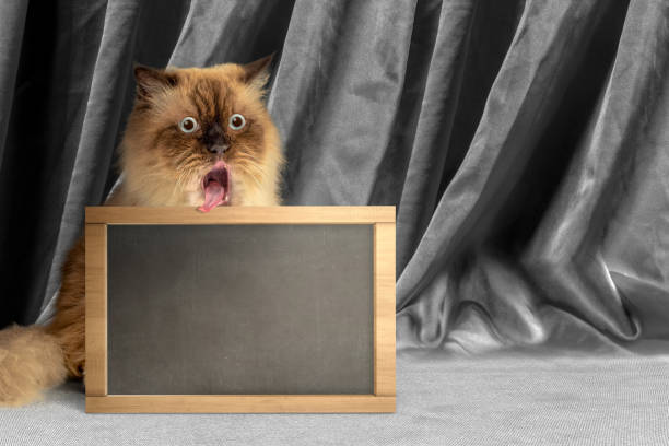 Playful fluffy Persian cat with tongue out next to blank chalkboard and elegant gray drapes.