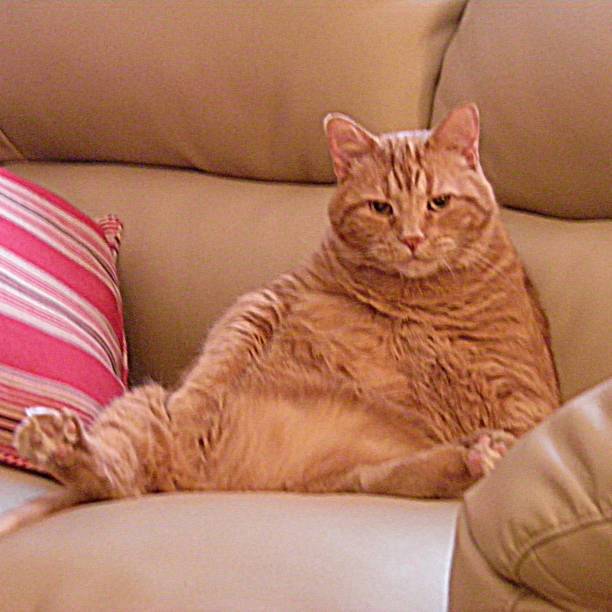 Fluffy orange tabby cat lounging relaxed on beige couch with striped cushions.