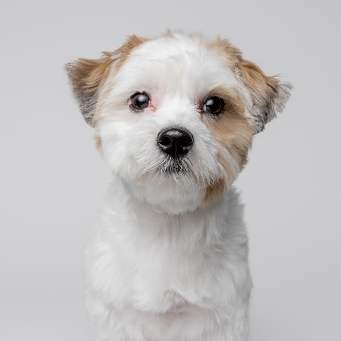 Fluffy white and brown puppy portrait with expressive eyes and soft fur.
