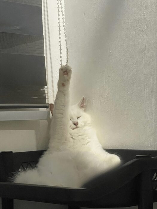 Relaxed white cat stretching in black basket with soft lighting and cozy ambiance.