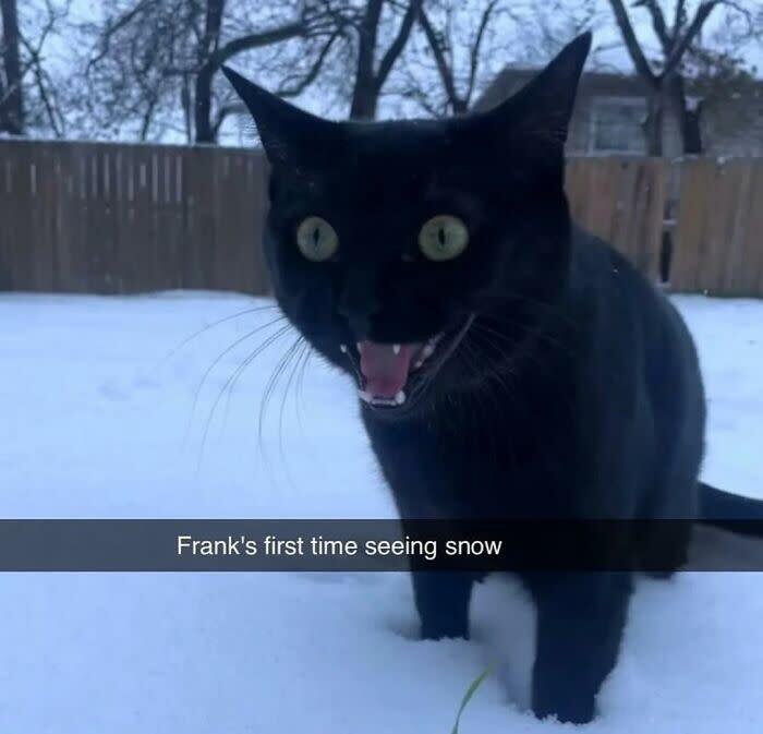 Black cat Frank explores snow for the first time, showcasing curiosity and wonder in winter landscape.