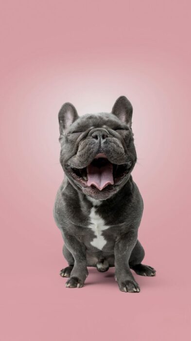 Gray French Bulldog yawning on soft pink background, showcasing cute playful pet expression.