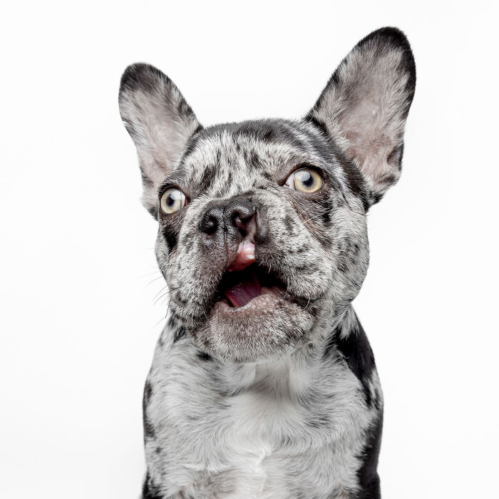 Playful French Bulldog with blue-gray mottled fur and bright eyes on white background.