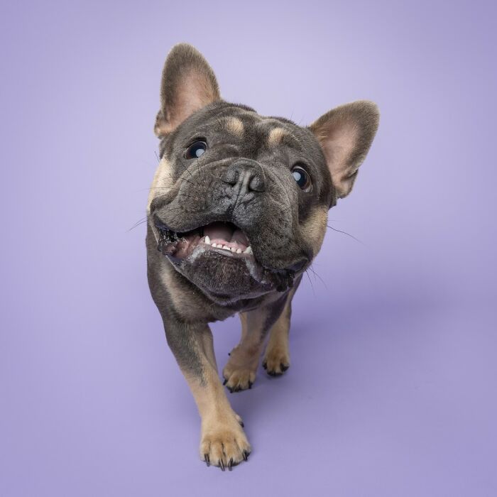 Playful French Bulldog with blue eyes on a lavender background, showcasing cute and curious expression.
