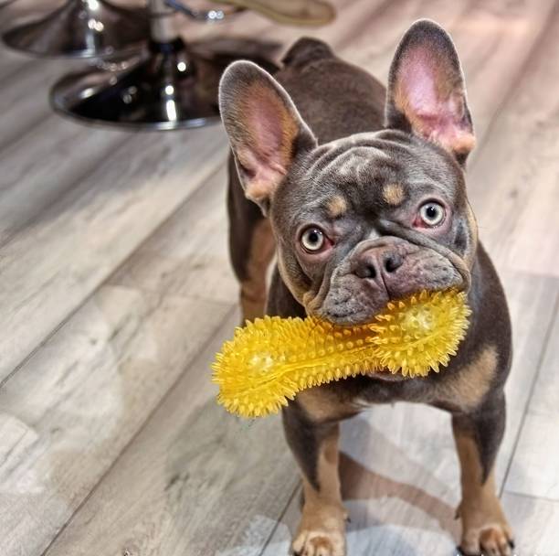 French Bulldog playing with yellow chew toy in cozy indoor wooden floor setting.