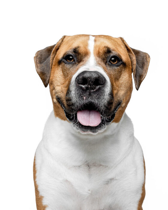 Smiling brown and white mixed breed dog with friendly expression and bright eyes.