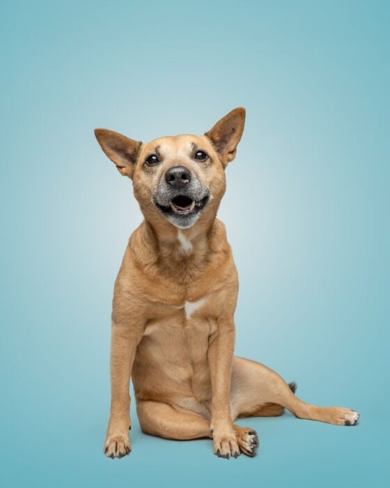 Friendly golden-brown dog sitting confidently on a blue background, showcasing playful and warm expression.