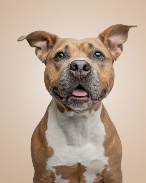 Portrait of a friendly tan and white dog with soulful eyes and muscular build.
