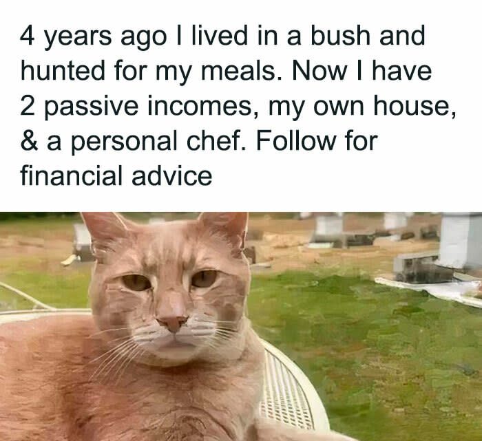 Humorous cat with luxurious life, passive income, and witty financial success caption.