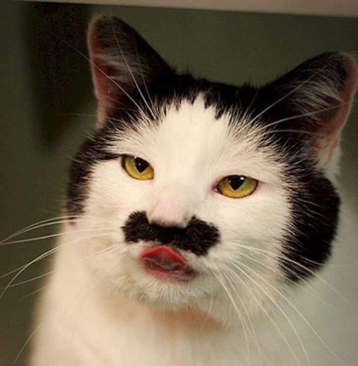 Adorable white and black cat with mustache markings, yellow eyes, playful expression, indoor setting.
