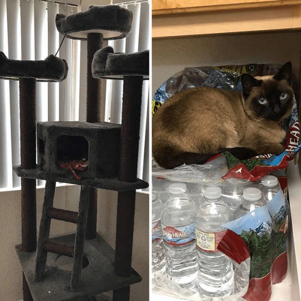 Humorous cat scene with Siamese cat on water bottles near plush cat tree and household antics.