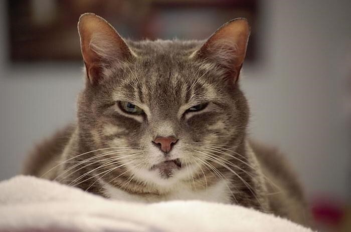 Grumpy gray tabby cat with piercing eyes and aloof expression in cozy indoor setting.